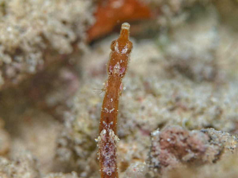 Pipefish, Meno Slope